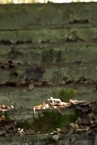 Delectable Babe In Summer Dress Pisses On Steps